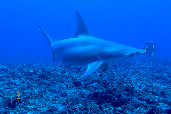 Bleu océan : Rangiroa, Mokarran le requin