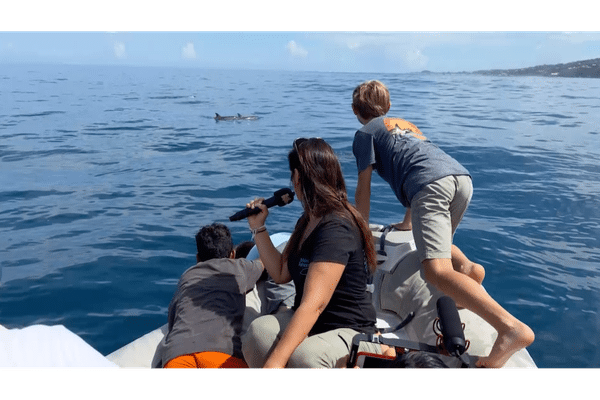 Portons à la découverte des dauphins avec kid reporters