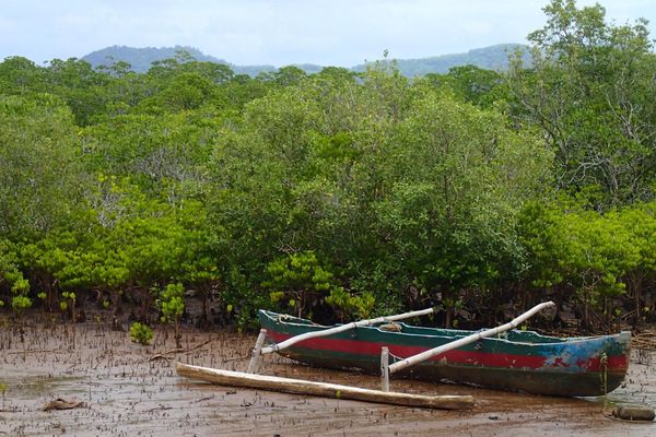 pirogue mangrove