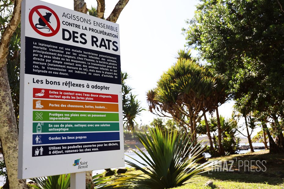 Leptospirosis: Three times more cases than previous years, one death identified in Réunion