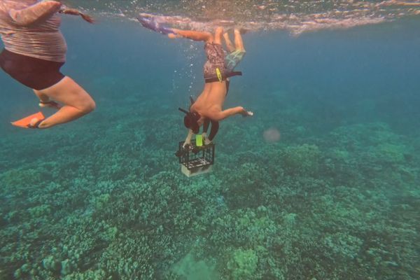 Pas de disparition massive des coraux après les retombées de cendres et autres particules toxiques près de la bande côtière de Lahaina.