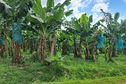 Chlordécone : la Martinique, première zone de demandes d'indemnisation des agriculteurs victimes de pesticides