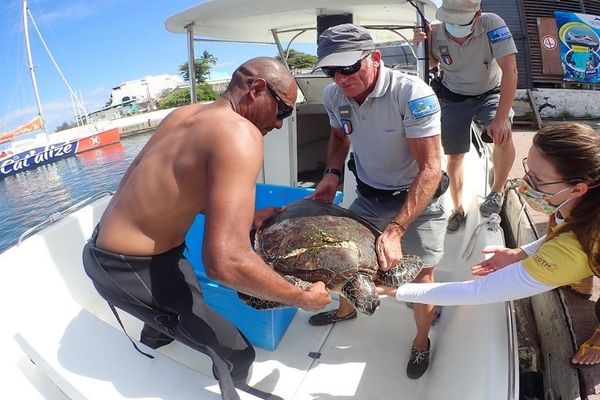 tortue kélonia blessée 