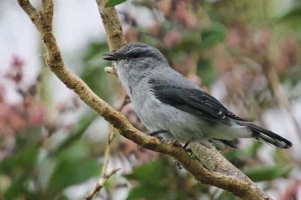 Le tuit tuit de La Réunion