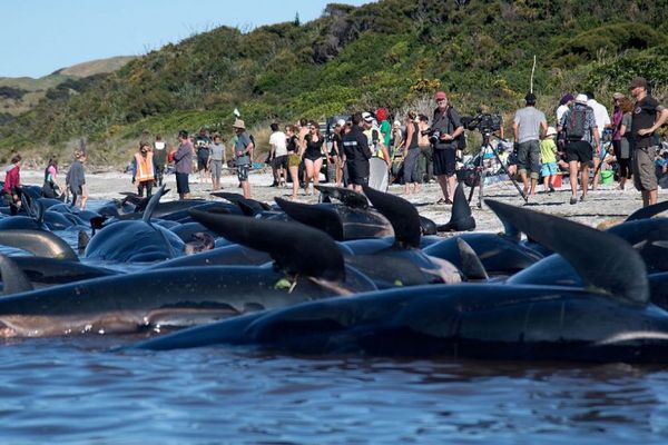 baleines echouées risque explosion