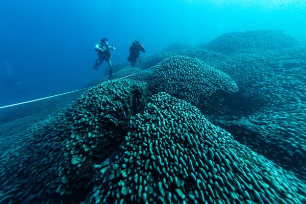 plus grand corail du monde