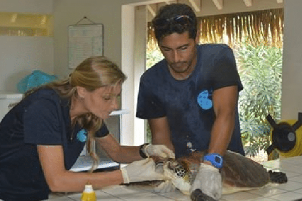 Deux soigneurs du centre te mana o te moana à Moorea surveillent la cicatrisation de la tortue Océane