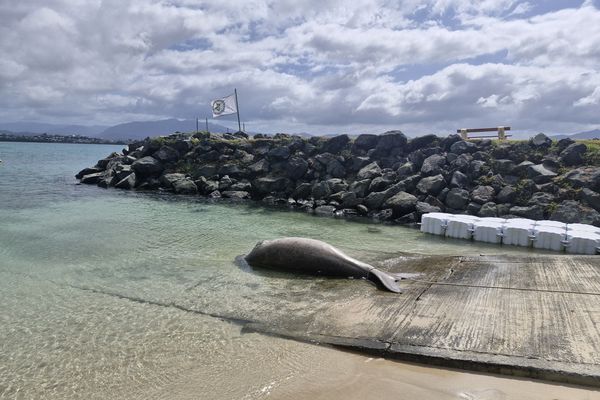 Dugong échoué Nouméa NC octobre 2024