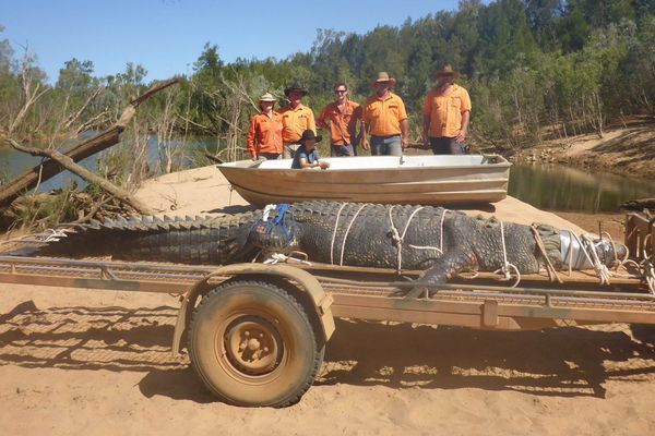 Australie Crocodile