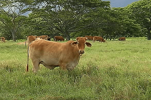 Agriculture en Nouvelle-Calédonie