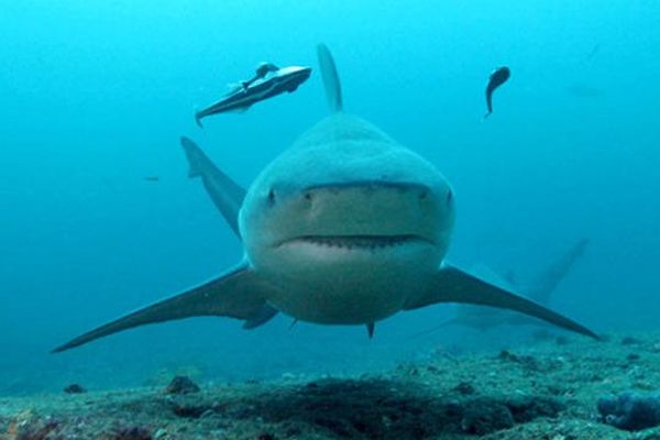 Attaques de requins à la Réunion : l'enquête