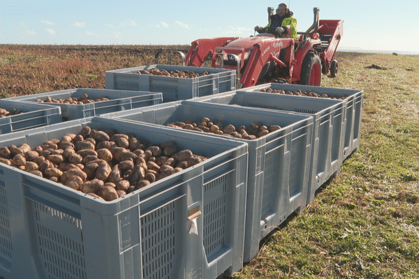 pommes de terre Miquelon