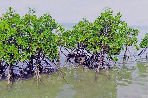 Mangrove le long de la côte Nord Est de Madagascar