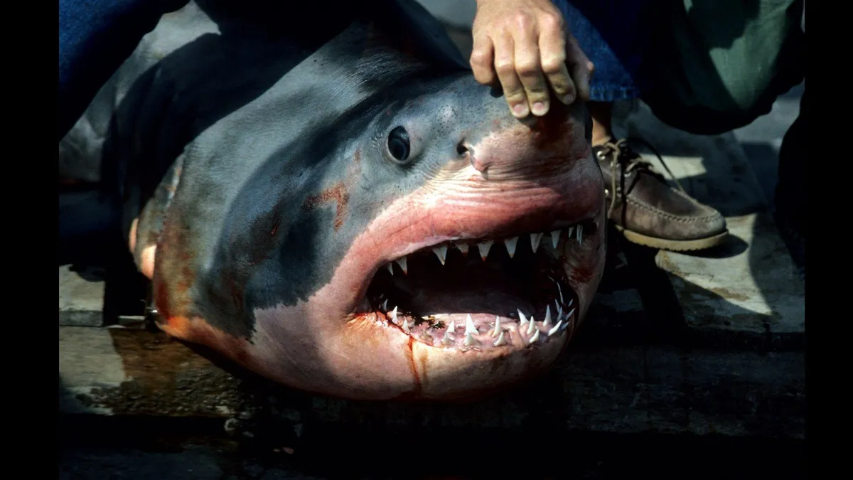 Un Requin Bouledogue De 2 M Capture Par Le Dispositif Post Attaque A Saint