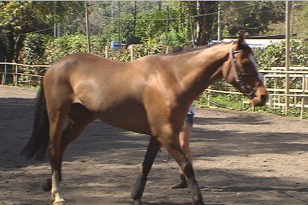 6 nouveaux chevaux au club équestre