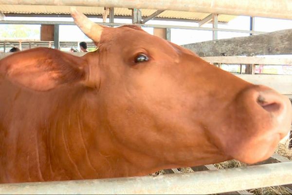 Une tête de bétail à la foire de Koumac et du Grand Nord.