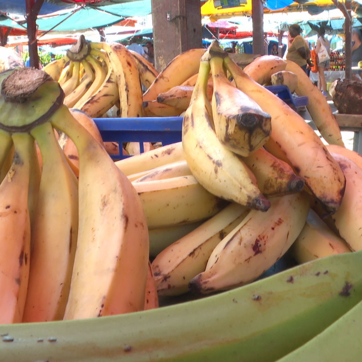 Vie d'une banane - végétable, le magazine de la filière fruits et légumes