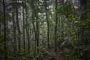 Une espèce d'arbre sur trois menacée, les spécimens d'Outre-mer particulièrement en danger