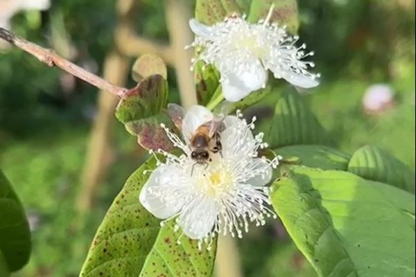 Abeille mélipone de Guadeloupe.