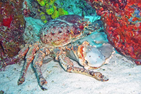 Crabe royal des Caraïbes