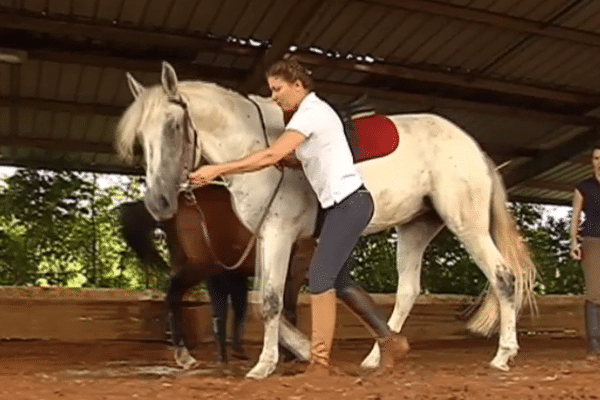 Dressage d'un cheval