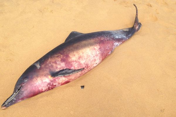 Un dauphin échoué en Guyane