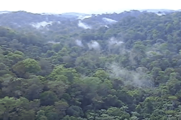 Forêt de Guyane