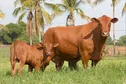 La Suisse importe des vaches caribéennes, vues comme les bovins de demain