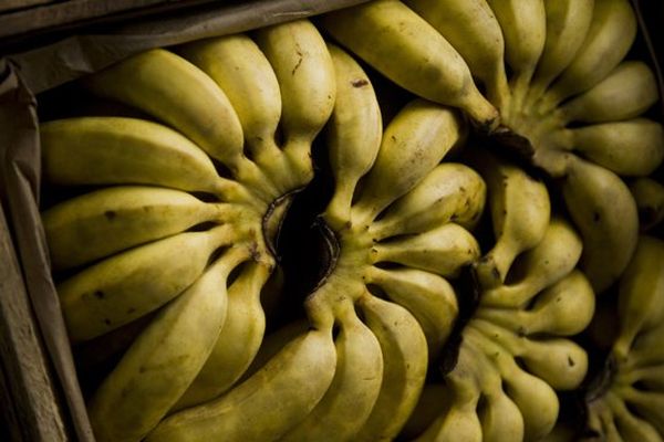 De la cocaïne dans des cartons de bananes