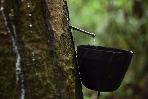 Un seau est suspendu à un arbre à caoutchouc (Hevea brasiliensis) lors de l'extraction du caoutchouc dans la municipalité d'Anajas, contenue dans la zone de protection de l'environnement de l'archipel de Marajo/Para