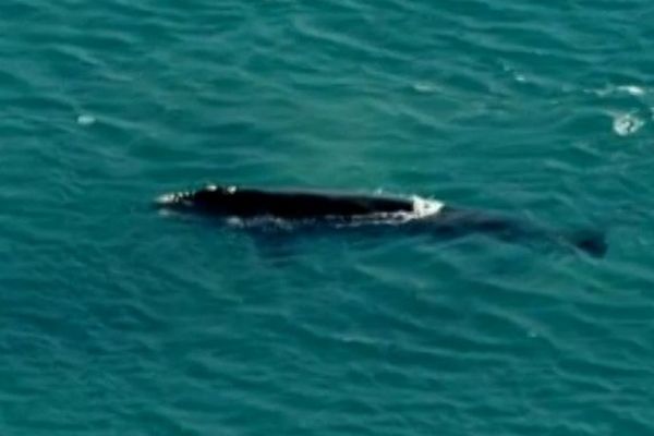 baleine Australie