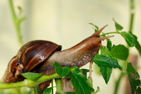 Achatine ou escargot d'Afrique.