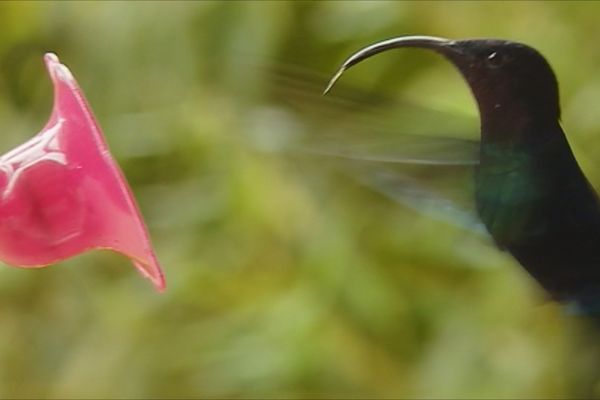 Le colibri de Martinique 