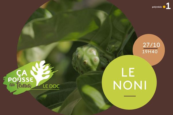 Ça pousse au fenua - le doc : Le Noni