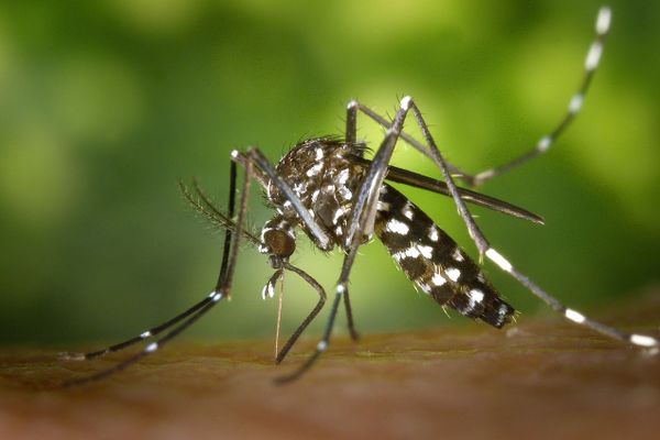 Le moustique tigre est à l'origine de plus de 400 cas de dengue en 2019.