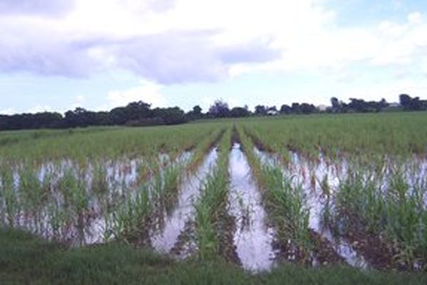 Champs inondés