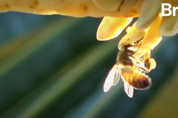 La distanciation sociale, ça existe aussi chez les abeilles