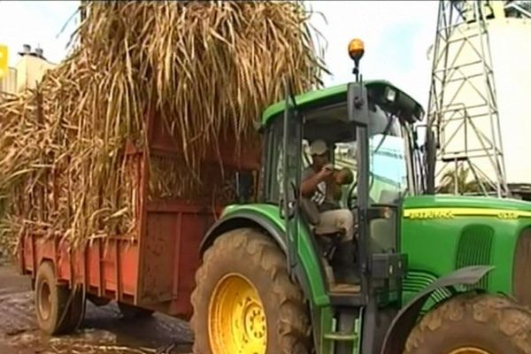 tracteur et cannes à sucre