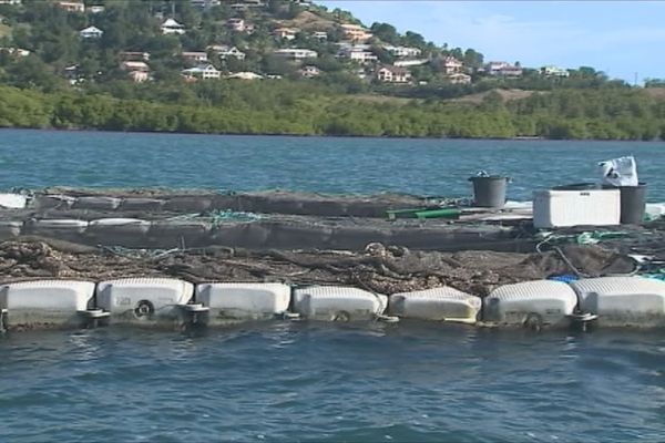 aquaculture (vols)