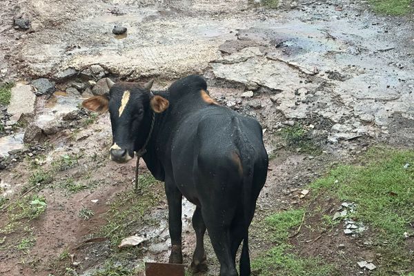 Une vache  en pleine tempête Dikeledi