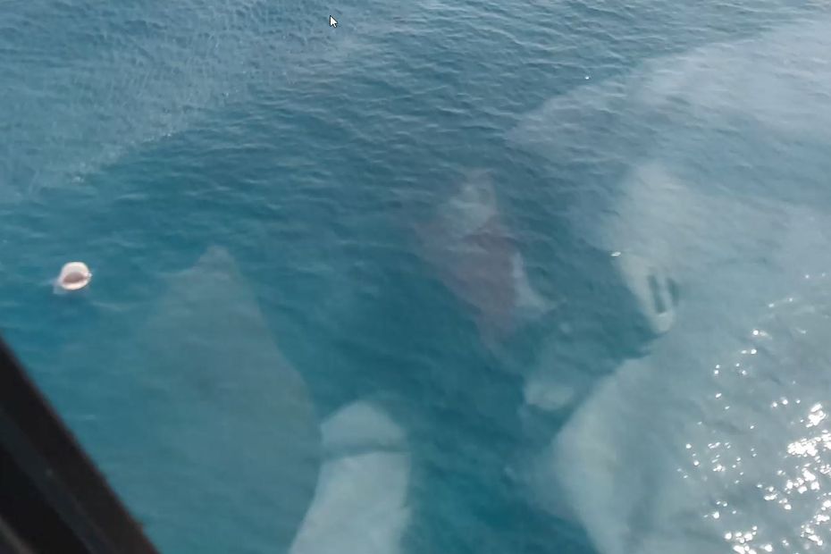 VIDEO.  A shark comes out of the water when a helicopter passes