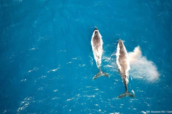 Baleines Nouvelle-Calédonie 2024