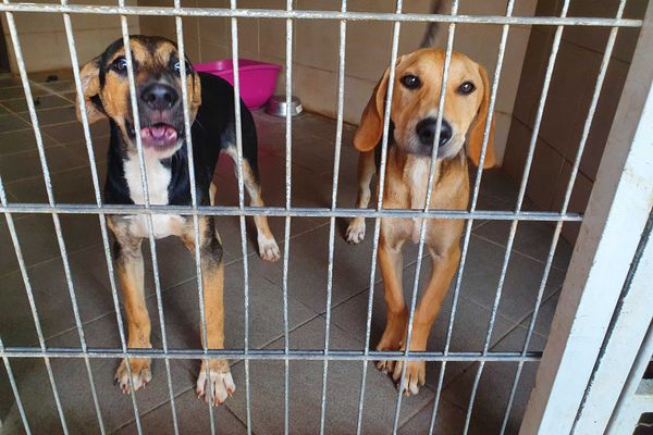 Au refuge de la SPA à Sainte-Marie chenil chien animaux de compagnie