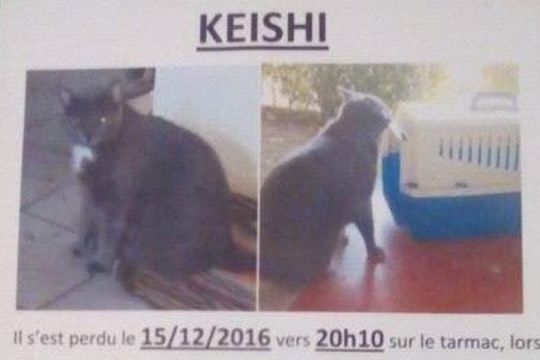 Rendez-moi mon chat "Keishi "