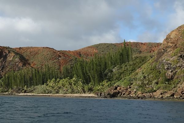 Araucarias Côte Oubliée