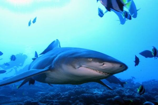 Le Requin Citron Enfante Sur Son Lieu De Naissance Outre Mer La 1ere