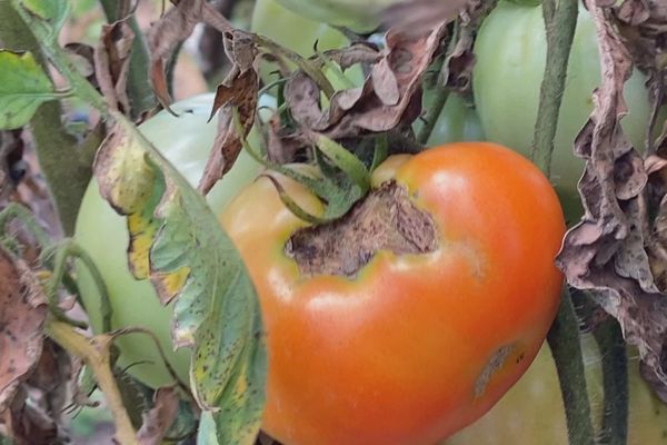Une tomate ayant subi les effets de la chaleur