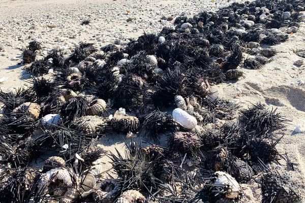 Oursins morts sur les plages de l'ouest.
