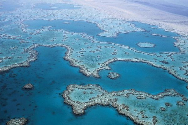 Grande barrière de corail. Australie