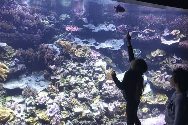 Des enfants devant le bassin qui recrée le lagon de Nouvelle-Calédonie, dans l'exposition La France et le Pacifique à l'aquarium de Paris.